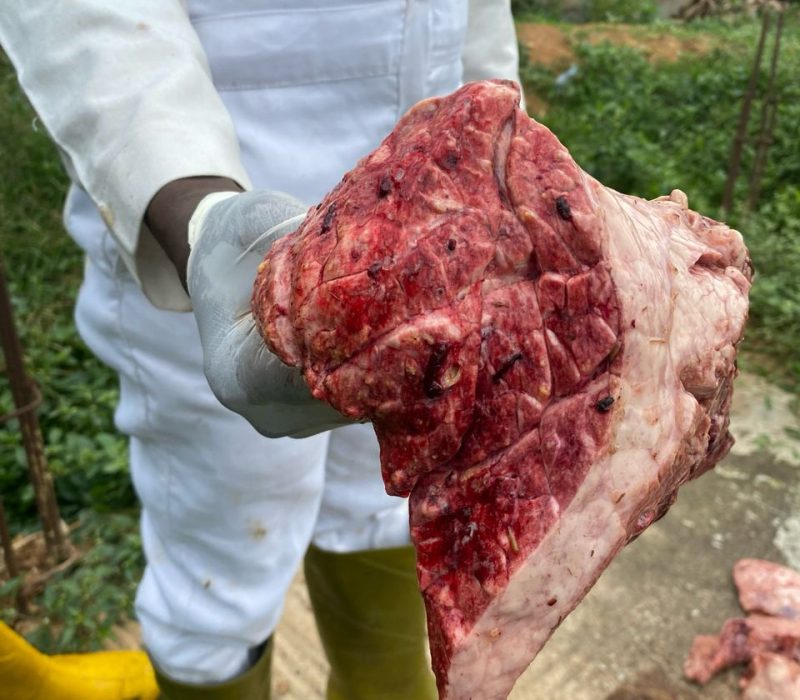 A person showing a piece of condemned carcass
